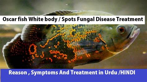 Oscar fish white spot/body disease | oscar fish disease treatment| - YouTube