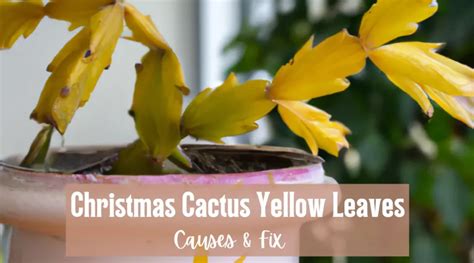 Christmas Cactus Yellow Leaves: Reasons & Easy Fix