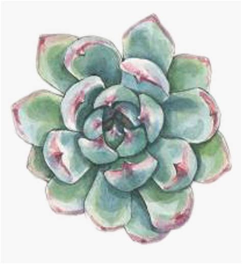 #art #watercolor #succulent #succulents #plant #plants - Watercolor ...