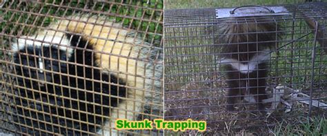 How to Trap a Skunk Trapping Tips and Bait