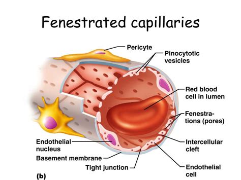 PPT - Blood Vessels and Hemodynamics PowerPoint Presentation, free download - ID:1293906