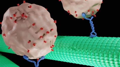 Structures of Motor Proteins Revealed | Newsroom | Albert Einstein College of Medicine