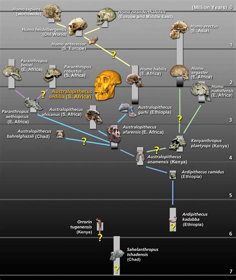 Alternative Hominin Phylogeny #1 Chart