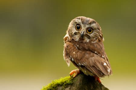 cute little owl - Birds & Animals Background Wallpapers on Desktop Nexus (Image 755066)