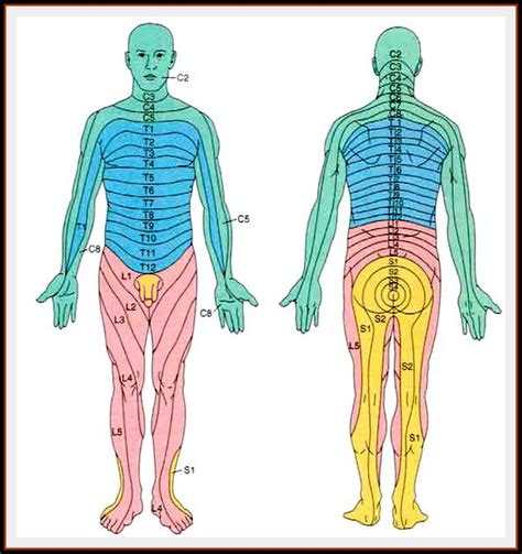 Upper extremity dermatome map: Dermatomes: Anatomy and dermatome map