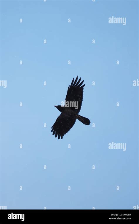 raven in flight Stock Photo - Alamy