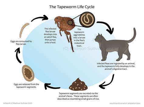 Cat Tapeworm Life Cycle