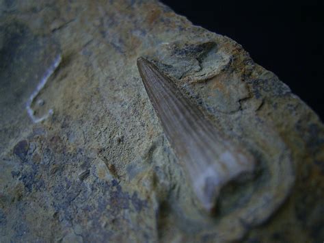 tanystropheus tooth - Fossil ID - The Fossil Forum