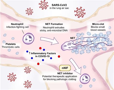 Inhibiting Neutrophil Extracellular Traps (NETs) in Immune Injury and Pathologic Clotting ...