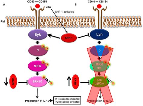 Frontiers | The Mitogen-Activated Protein Kinase (MAPK) Pathway: Role ...