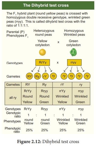 Monohybrid cross - Botany: Classical Genetics