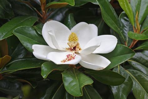 3 Types of Magnolia Trees in Florida - Wood Dad