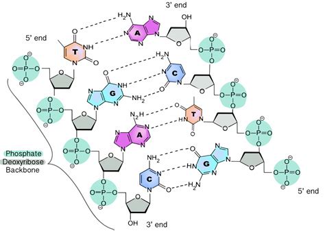 3.4 Nucleic Acids – The Evolution and Biology of Sex