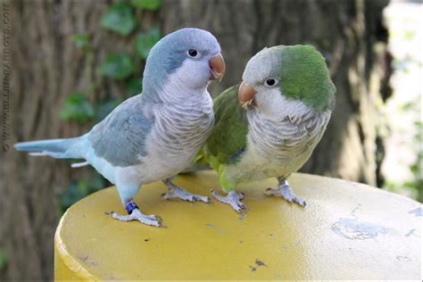 blue and green Pretty Birds, Cute Birds, Beautiful Birds, Scary Birds, Funny Birds, Monk ...