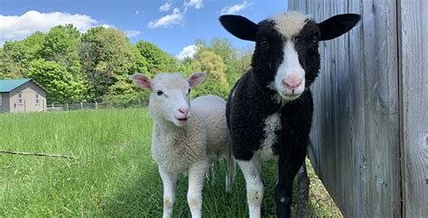 WOODSTOCK FARM ANIMAL SANCTUARY: | Pet Lifestyles Magazine