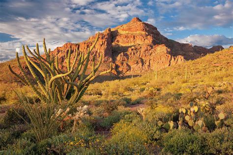 Evening light bathes the Sonoran Desert and Organ Pipe Cactus National Monument. Photograph by ...