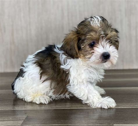 Yorkipoo Puppies for Sale (Reasonable Adoption Fees)