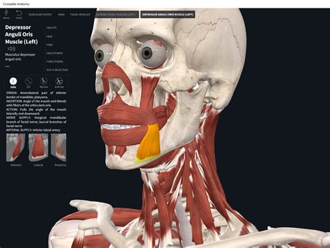 Respiratory Anatomy and Physiology