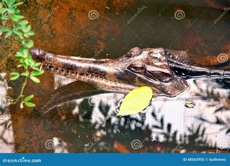 GAVIAL CROCODILE Stock Photo - Image: 48563955