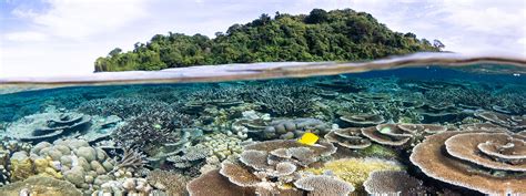 Papua New Guinea snorkeling tour - Coral Triangle Adventures