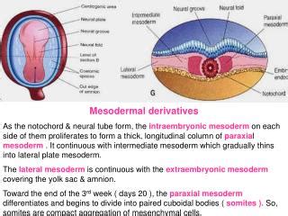 PPT - Intraembryonic Mesoderm PowerPoint Presentation - ID:6214523