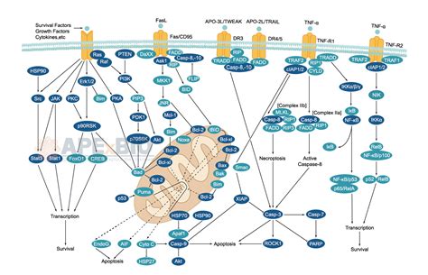 APExBIO - Apoptosis - Signaling Pathways