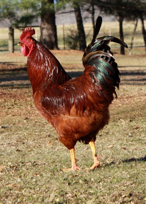 Rhode Island Red Rooster | Chickens and Chicken Coops | Pinterest