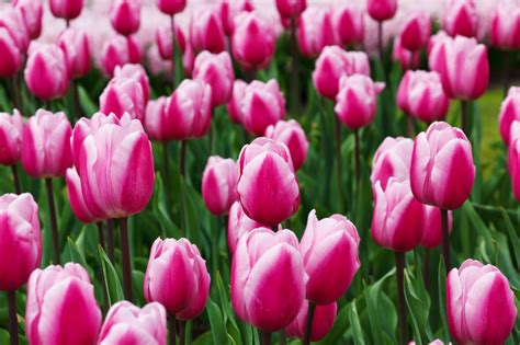 Purple Tulips Detail Free Stock Photo - Public Domain Pictures