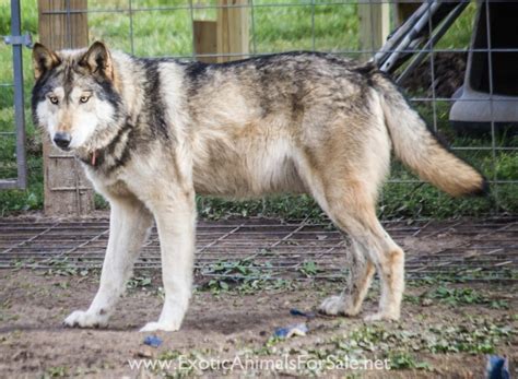 WOLF/SHEPHERD PUPPIES for Sale