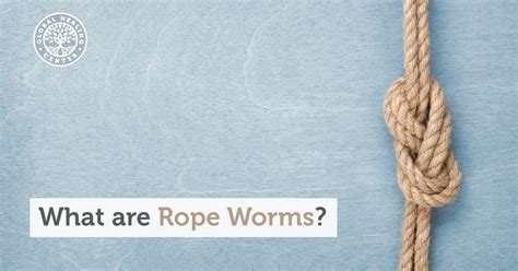 What are Rope Worms?