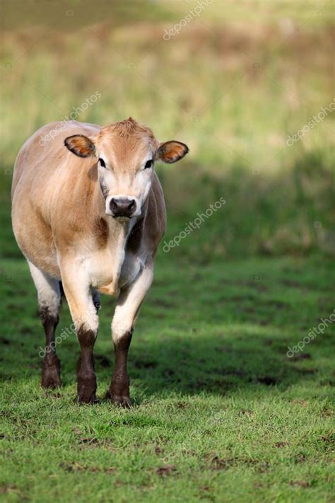 Brown Jersey Cow in a grassy field Stock Photo by ©jhansen2 126395970