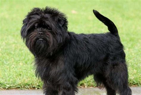 Affenhuahua: Your Family’s Next Favorite Pet 1 | Dog breed info, Affenpinscher dog, Dog breeds ...