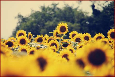 Sunflower Wallpaper Hd Laptop - Wallpaper HD New