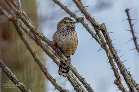 Cactus Wren (Campylorhynchus brunneicapillus) | Wildlife Vagabond