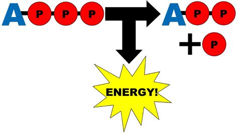 Atp Molecule Animation