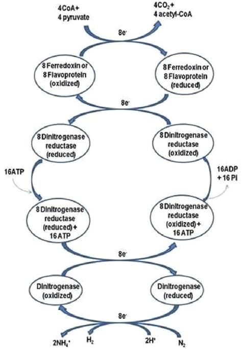 Mechanism of nitrogenase enzyme | Download Scientific Diagram