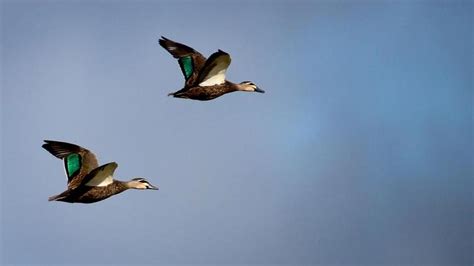 Duck season to go ahead | Country News