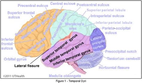 Middle Temporal Sulcus