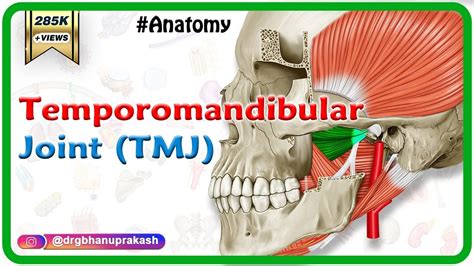 Tmj Muscles Anatomy