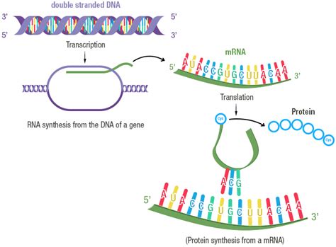 Gene expression