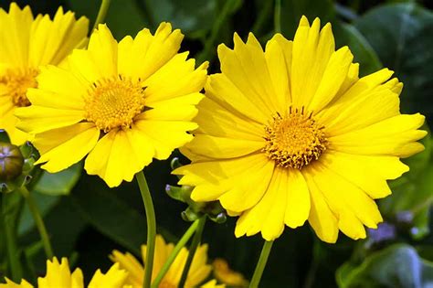 17 of the Best Coreopsis Varieties | Gardener’s Path