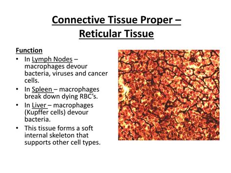 PPT - Histology 2 – Connective Tissue PowerPoint Presentation, free download - ID:6076045