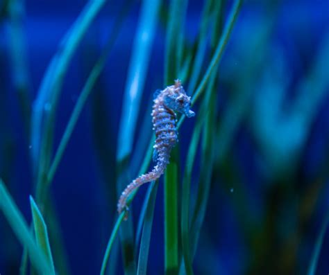 Dwarf Seahorse (Hippocampus zosterae) - ANGARI Foundation