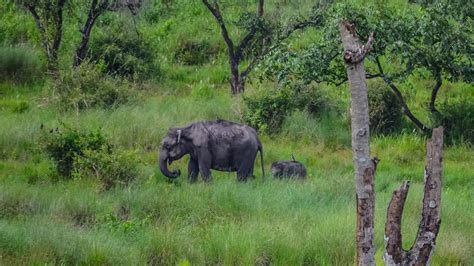 Wayanad Wildlife Sanctuary | | Attractions - Lonely Planet