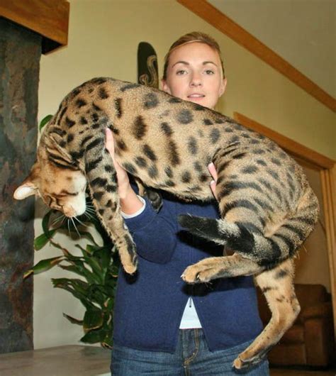 Savannah Cat Breed Information Facts & 30+ Pictures | CATS, OMG! | Cats, Exotic cats, Cat breeds