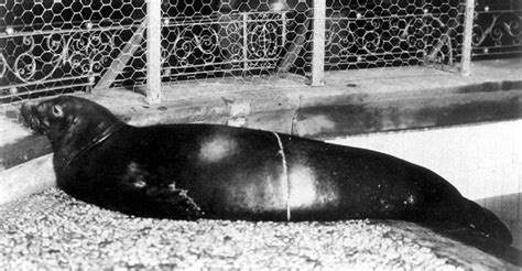 Caribbean Monk Seal: now extinct due to hunting. | Extinct animals, Monk seal, Animals