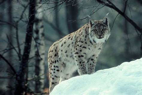 Lynx Full HD Wallpaper and Background Image | 3165x2116 | ID:411870