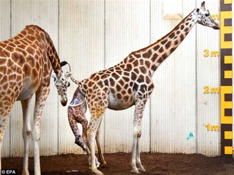 Otters and Science News: A BABY GIRAFFE IS BORN - WITH DAD LOOKING ON ...