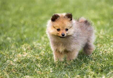 Pomeranian Puppies For Sale In Florida