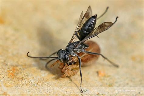 Spider wasp (Pompilidae) lays eggs on spider - Singapore Geographic